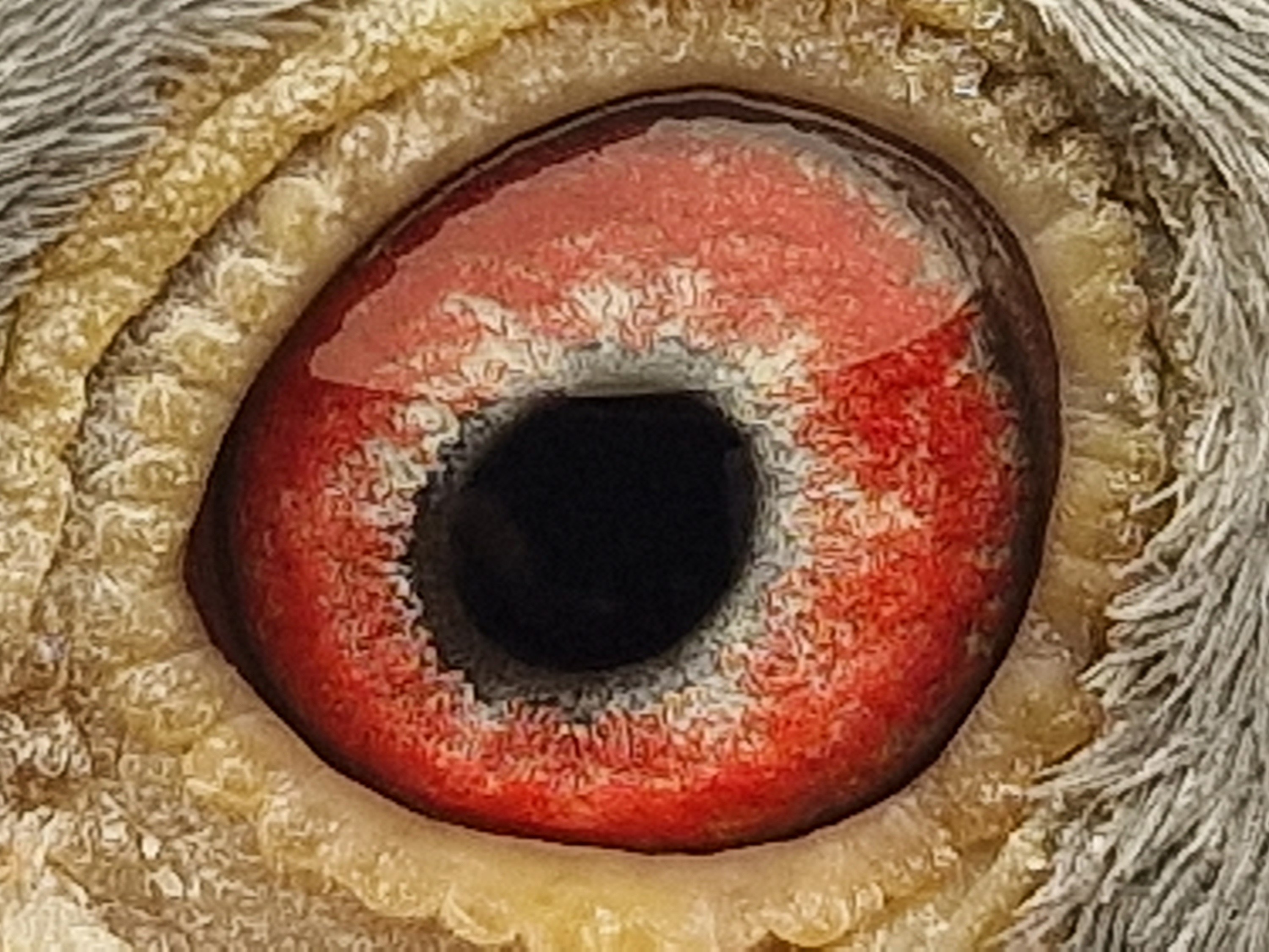 Pigeon eye